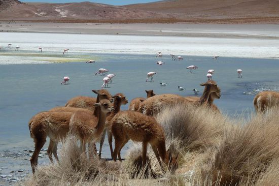Salar des Uyuni - Laguna Hedionda - Ploetzlich waren sie da! Meine Lieblinge - die Vicunas.