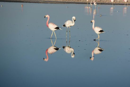 San Pedro de Atacama - Flamingo-Formation fast im "Walzertakt" mit Spiegelbild  ....eins, zwei drei.......