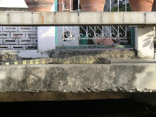 ...und ihren Haustieren.