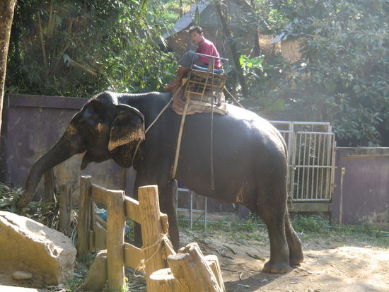 Unser lieber Benjamin uns sein Mahout Otto (oder so aehnlich)