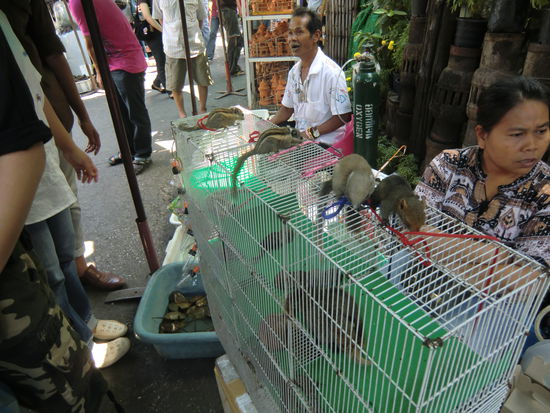 Die Lieblingstiere der Thais - Eine Mischung zwischen Ratte und Eichhoernchen
