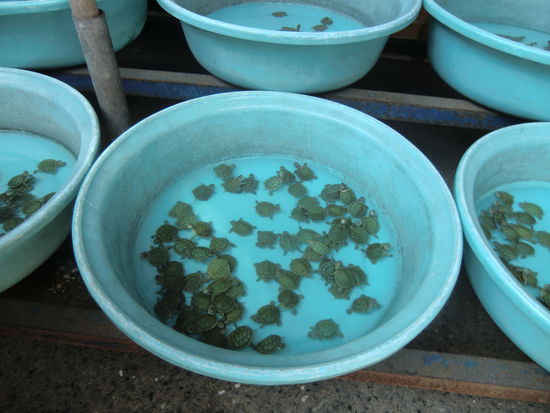 Mini - Schildkroeten aus der Schuessel...