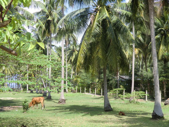 Biokuehe aus Koh Phangan ohne Dioxin 