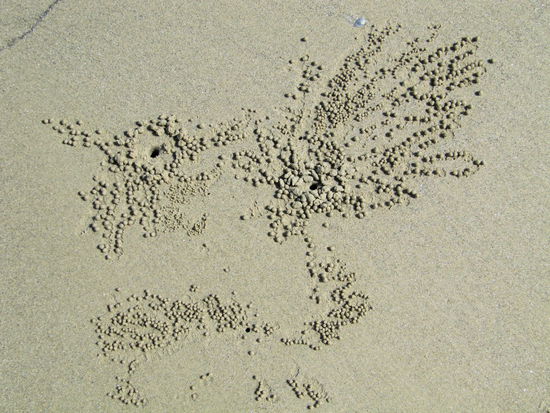 Hier nur eines von sehr vielen "Sandkugel-Fotos" - wir konnten eindeutig ein Huhn erkennen!
