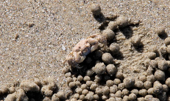Sobald man sich den Löchern nähert, verschwinden die Krebse ganz flink in ihren Löchern. Daher war es nicht leicht, einen von ihnen vor die Kamera zu bekommen (Bildmitte!) inklusive seiner liebevoll gerollten Sandkügelchen.