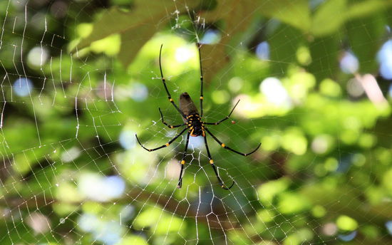 Auf dem Trampelpfad von unserem Parkplatz in Strandnähe zu einem Imbissstand ein paar hundert Meter entfernt, sah ich dieses hübsche Exemplar von Spinne direkt über Lizzy (sie geht aus Sicherheitsgründen immer vor mir!). 
(Lizzy) Super, ne?! Ganz Gentleman. Flitterwochennettigkeiten sind vorbei. Ach Stefanie, hätte mich doch an deinen Ratschlag auf dem Plakat halten sollen! ) 
(Rod) Das kleine Knuddeltierchen ist eine Golden Orb Web Spider (Größe einer erwachsenen Handfläche!) und sie ist auf Informationspostern klassifiziert mit einem Smiley. Es gibt für uns Touristen so tolle Poster mit Australien-Infos. Es gibt eins mit den wichtigsten und giftigsten Schlangen und auch natürlich auch eines mit den wichtigsten/giftigsten Spinnen! Zu jedem Tierchen gibts dann eine Gefährlichkeits-Klassifikation anhand von Smileys und Totenköpfen. Die Spinne oben im Bild hat einen Smiley und ist daher für australische Verhältnisse fast als Haus- und Knuddeltier geeignet. Es gibt natürlich auch Spinnen mit zwei Totenköpfen! 