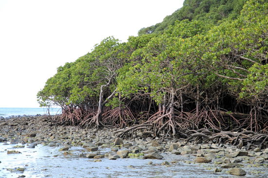Schöne Mangroven am Strand nördl. von Cape Tribulation (da wo die geteerte Straße aufhört).