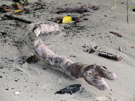 Ein Krokodil!!!
(Lizzy) Okay, nicht wirklich, aber wir haben bisher sonst keins gesehen. Ist auch okay so. Habe mich schon das ein oder andere Mal etwas unwohl gefühlt, als wir auf unseren Wanderungen an Wasserstellen vorbei kamen.