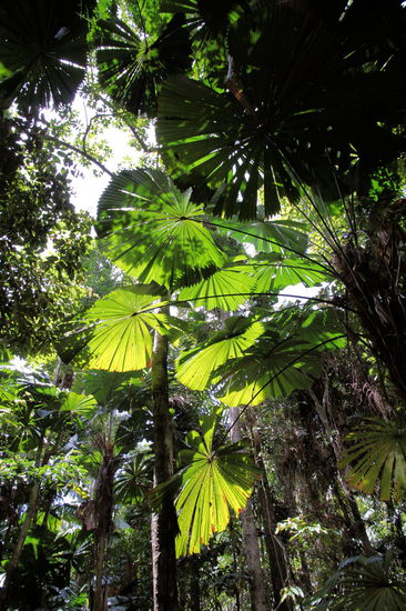 Am Cape Tribulation haben wir auch den schönen Dubuji Boardwalk gemacht. Hier gibt es diese Palmen mit den hübschen runden Blättern.