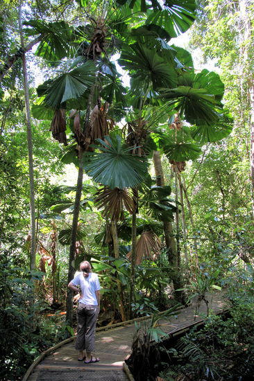 Lizzy war von diesen Palmen ganz angetan und hat sich spontan für einen Größenvergleich zur Verfügung gestellt! 