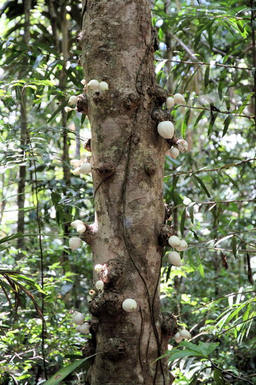 Im Regenwald gibt es auch andere interessante und lustige Bäume und Früchte. Dieser Baum sieht aus, als wenn im Marshmallows aus dem Stamm wachsen würden.