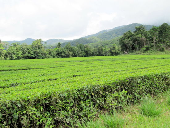 Auf dem Rückweg zur Fähre über den Daintree River haben wir noch an dieser Teeplantage angehalten und Tee gekauft. Die Teebüsche werden in ordentlichen Reihen gepflanzt, damit man mit großen Maschinen ernten kann.
(Lizzy) Wir essen und trinken uns quasi durch Australien! Es folgen noch weitere Stopps dieser Art!