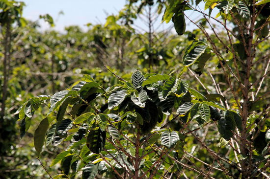 Na, wer erkennt die Pflanze? Es sind Kaffeepflanzen! Unsere Essens-Tour durch Australien geht weiter und wir besuchten daher die Jaques Kaffeeplantage am Rande von Mareeba.