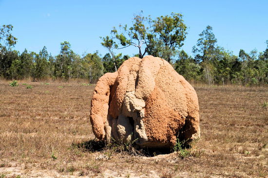 Ein großer Termitenhügel. Diese tollen Bauwerke unterschiedlicher Größe sieht man oft in Australiens Norden.
