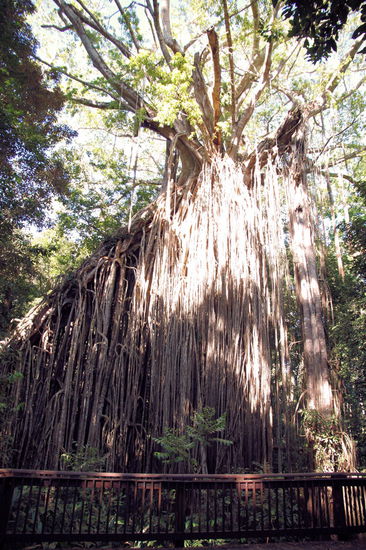 Der Curtain Fig Tree. Es handelt sich hierbei um eine Würgefeige, die den eigentlichen Baum (inzwischen tot und verrottet) überwuchert hat. Nun ist nur noch die Würgefeige übrig.