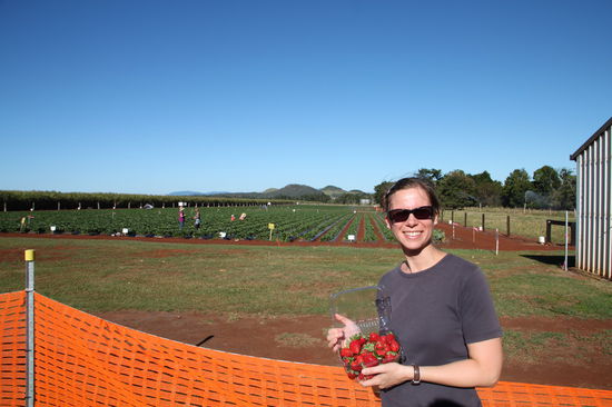 Ein weiterer Stopp unserer Ess-Tour durch Australien. Wir waren Erdbeeren pflücken. Leider haben sich die deutschen Preise nicht bis nach Australien rumgesprochen. Selbstgepflückte Erdbeeren kosteten hier 10 australische Dollar (etwas mehr als 7 Euro!) pro Kilo!