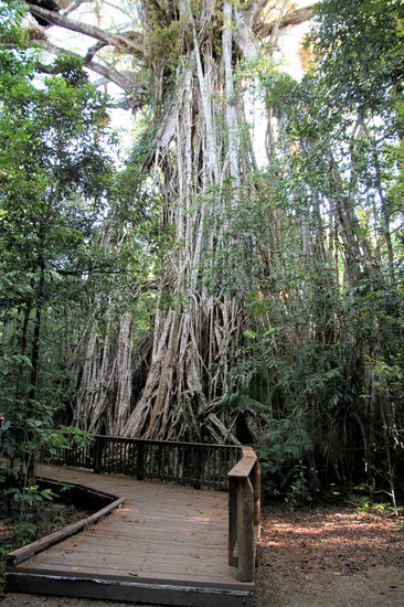 Der Cathedral Fig Tree. Für uns der schönste bzw. beeindruckendste Würgefeigen-Baum. Ca. 500 Jahre alt und 48 Meter hoch. Der Umfang liegt bei 44 Metern und die Baumkrone hat eine Fläche von über 2000 Quadratmetern.