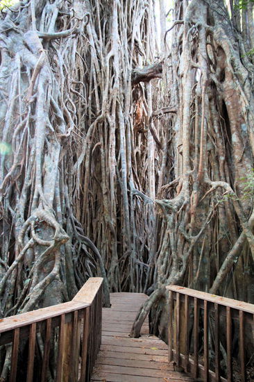 Man kann sogar ein wenig in diese riesige Würgefeige hineingehen.