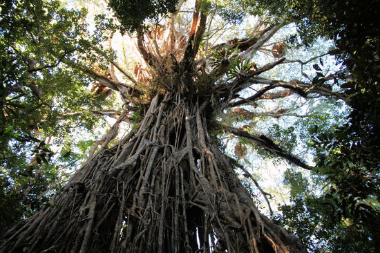 Bei Blick nach oben sieht man dann diese riesige Baumkrone. Der Baum wirkt im unteren Teil wie ein Ent aus "Herr der Ringe" und im oberen Teil wie dieser große Baum bei "Avatar".