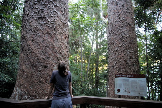 ... an dem diese zwei riesigen Bull-Kauri-Bäume stehen. Lizzy schaut nach oben und hat dabei ...