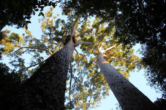 ... diesen tollen Blick. Die beiden Bäume sind über 45 Meter hoch.