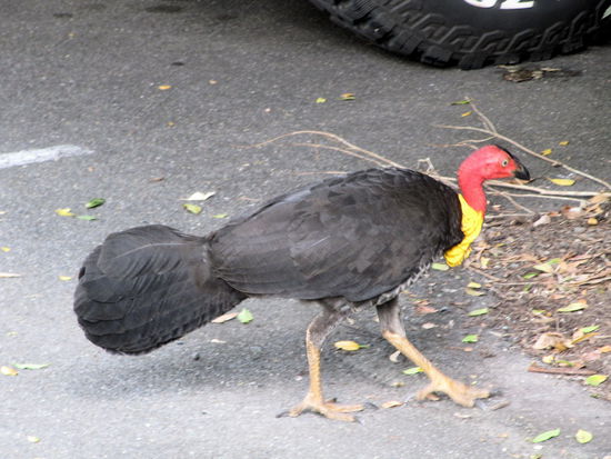 Ein "australian brush turkey". Die laufen einem ständig über den Weg. Besonders gefällt uns natürlich die Farbgebung: Wenn das turkey den Kopf richtig in den Nacken drückt, dann haben wir ein echtes schwarz-rot-gold! Eindeutig ein german design! 