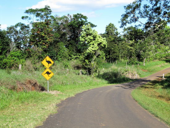 Wieder diese tollen Warnschilder für Cassowaries - diesmal in Kombination mit einem Känguru-Schild. Leider wieder nix gesehen.