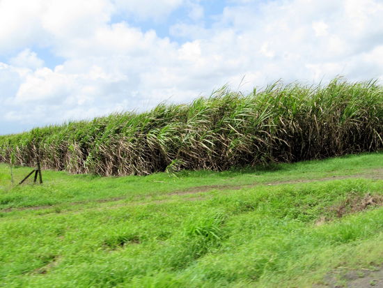 Egal wo man im Nordosten von Australien ist - Zuckerrohrfelder sieht man fast immer am Straßenrand.