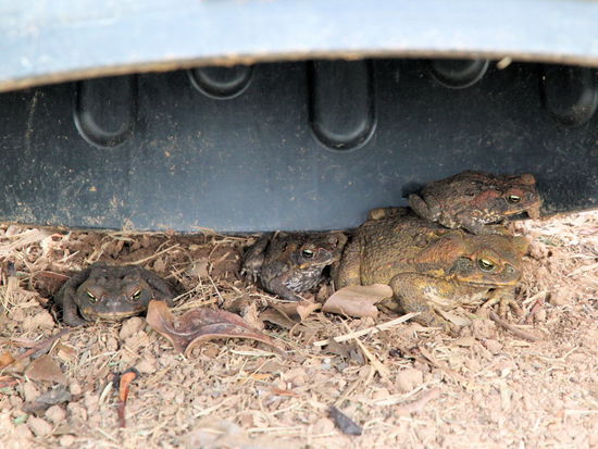An der Küste haben wir auf einem sehr schönen Campingplatz, umgeben von Zuckerrohrfeldern, übernachtet. Hier haben wir auch diese hübsche Krötenfamilie gesehen. Wir gehen davon aus, dass es sich um die eingeschleppte und giftige Zuckerrohrkröte handelt.