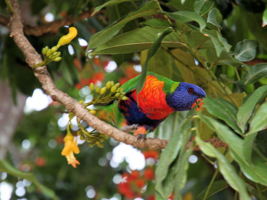 Als Ausgleich ein Foto von unserem australischen Lieblingsvogel, den wir sehr oft sehen. Der äußerst sympathische 'rainbow lorikeet'. Dieser quietschbunte Vogel ist gesellig, neugierig und kommt an der gesamten Ostküste vor.