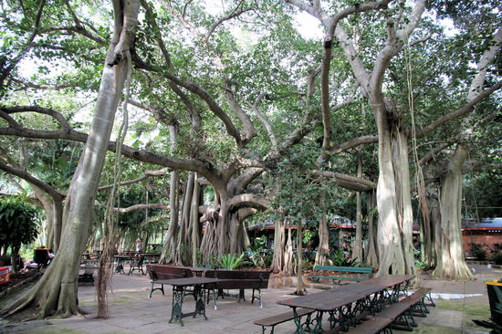 Das Cafe des Botanischen Gartens hat sehr schöne Sitzgelegenheiten unter einem beeindruckendem Feigenbaum, der über hundert Jahre alt ist.