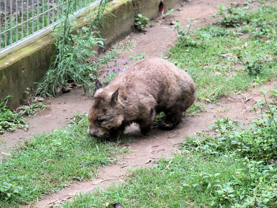 Falls ihr euch immer schon einmal gefragt habt, was passiert, wenn man einen Dackel mit einem Braunbären kreuzt? Hier die lebende Antwort - ein australisches Wombat! Ein etwas behäbiges und sehr sympathisches Tierchen.