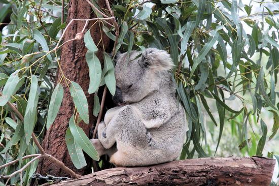Der Klassiker - Koala beim Nickerchen.