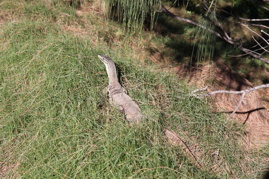 Auf dem Weg zurück vom Lookout haben wir auch echtes Wildlife (außerhalb von Gehegen) gesehen. Dieses hübsche Exemplar sonnte sich direkt neben dem Weg.