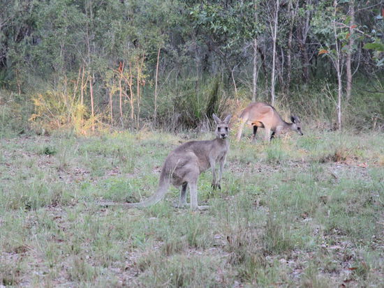 In Agnes Water haben wir auf einem Öko-Campingplatz übernachtet, wo uns abends diese Kängurus am Campervan besucht haben. So hatten wir uns Australien vorgestellt!  
(Lizzy) Putzig, ne'?