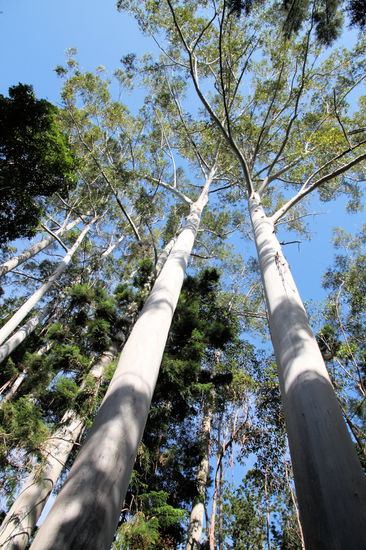 Nachmittags fuhren wir zur Central Station und machten den Pile Valley Walk. Hier konnte man seltene Farne und sehr unterschiedliche Bäume sehen.