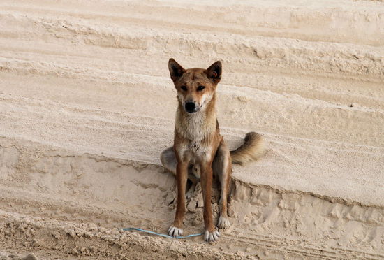 Am nächsten Morgen sind wir über den breiten Strand an der Ostseite der Insel nach Norden gefahren und haben unterwegs einen Dingo gesehen. Er kam zu unserem Bus und setzte sich hin. Auch wenn er nett und vertraut aussieht, es ist ein wildes Tier und kann gefährlich sein.
(Lizzy) Aber so schön. Die sehen toll aus. Die Fellfarbe ist so schön.