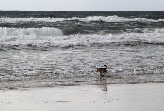 Wasserscheu war er jedenfalls nicht. Laut unserem Guide können Dingos eigenständig Fisch im Meer fangen.