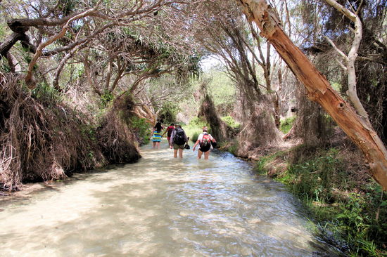 Die erste Süßwasser Erfrischung gab es dann am Eli Creek, einem kleinen Fluss der ins Meer entwässert. Man kann ein paar hundert Meter flussaufwärts gehen und dann durch den Fluss zurück zum Strand. Man watet durch das Flussbett aus feinstem Sand und das Wasser ist schön kühl und absolut sauber. 
(Lizzy) Das fand ich persönlich ja das interessanteste an der Tour. Durch einen Fluss zu laufen, der als Boden nur Sand hatte. Irre. Und schattig noch dazu, da von Bäumen umsäumt.