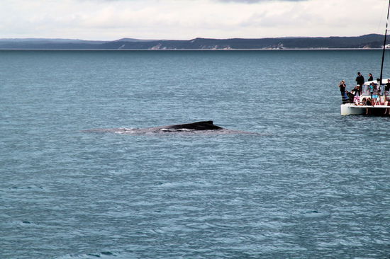 ... und schon nach 30 Minuten Fahrt die erste Sichtung! Zum Größenvergleich extra der Katamaran mit im Bild. Unser erster Buckelwal!