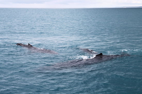 Genau genommen waren es zwei Erwachsene plus ein Kind. Die Tierchen sind allein schon durch ihre Größe sehr beeindruckend.