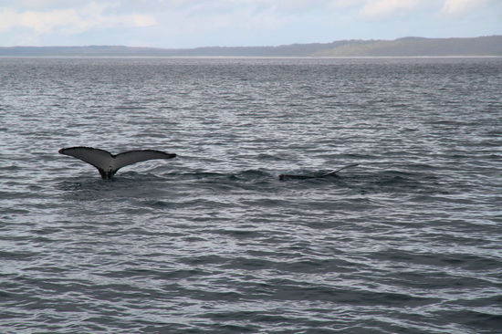 Nach einiger Zeit zeigten sie uns leider die Schwanzflosse und zogen davon.