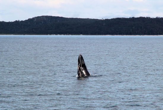 Bei der weiteren Fahrt in die Bucht hinein begegneten wir einer Mama mit zeigefreundlichem Kind.