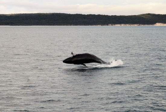 Das Kleine war noch voller Energie und musste seine Sprungkraft (sehr zu unserer Freude!) ausprobieren.