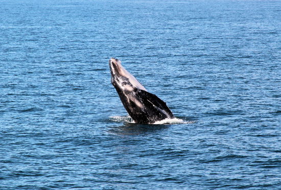 Nicht ganz aus dem Wasser, aber schon recht weit.