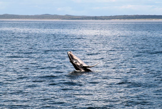Wirkt, als würden wir vom Wal zu etwas mehr Begeisterung aufgefordert. 