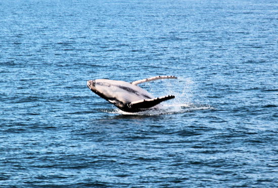 ... für solche tollen Sprünge!