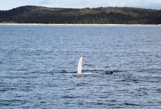 Dann winkte er uns noch zum Abschied mit seiner Flosse und wir drehten mit dem Boot ab. Dummerweise hatten wir ihn missverstanden - er meinte natürlich: Einen Sprung mach ich noch!