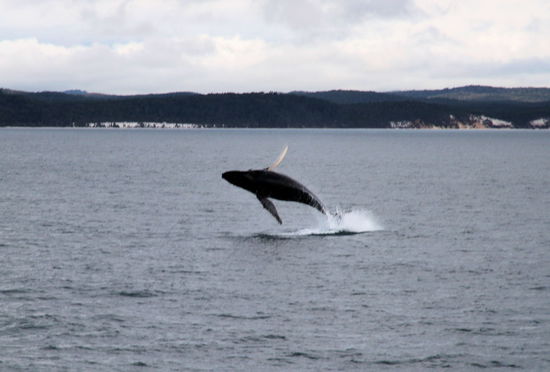 Diesmal auch ganz aus dem Wasser.