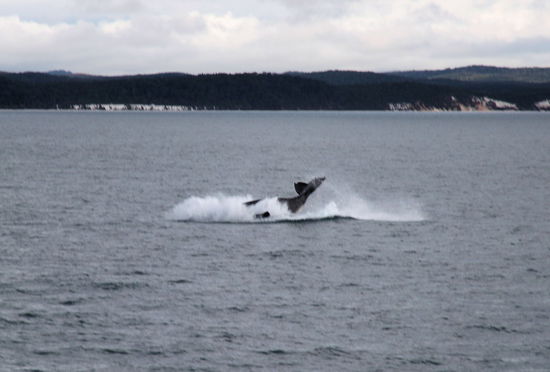 Mit anschließendem Bauchklatscher und viel Geräusch.